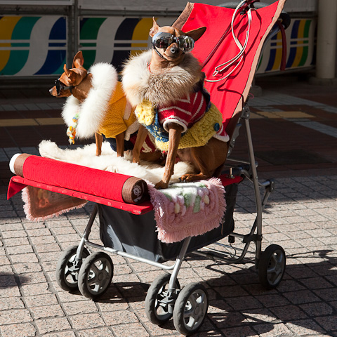 Chiens lunettes soleil poussette